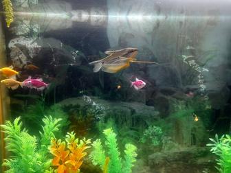 Чистка и уход за аквариумами. Консультация по содержанию и разведению рыбок