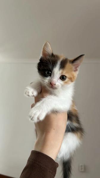 отдам котят