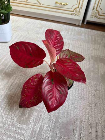 Растение комнатное