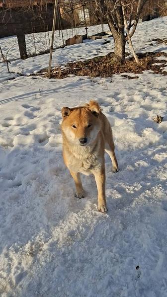 Сиба-ину Племенной