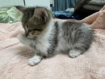 Котята (кошка )в добрые руки