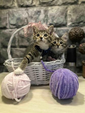 Котенок девочка