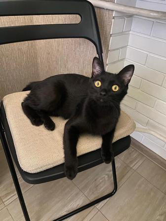 Отдам кота в хорошие руки