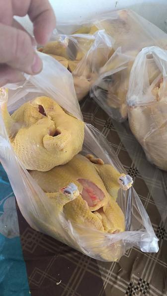 Куры домашние