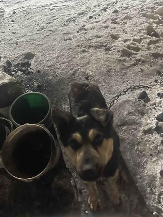 Отдам собаку в добрые руки