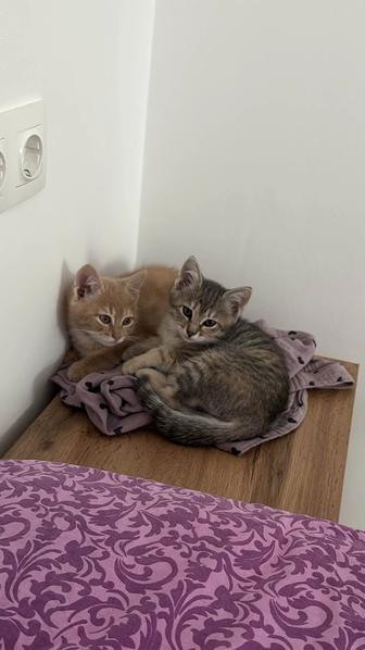 Отдадим котят в очень добрые руки