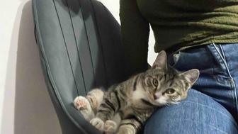 Отдам в добрые руки кошечку!