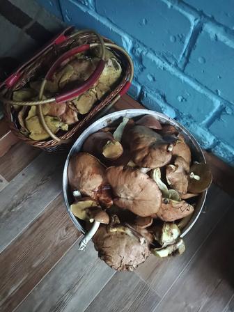 Продам грибы. Свежие.