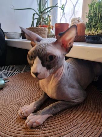 Отдам кота сфинкса