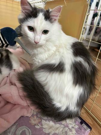 Отдаем спасенных котят-подростков в добрые руки