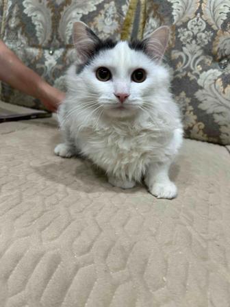 Отдаем спасенных котят-подростков в добрые руки