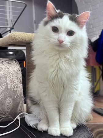 Отдаем спасенных котят-подростков в добрые руки (девочка осталась)