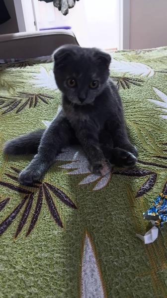 Отдам котенка