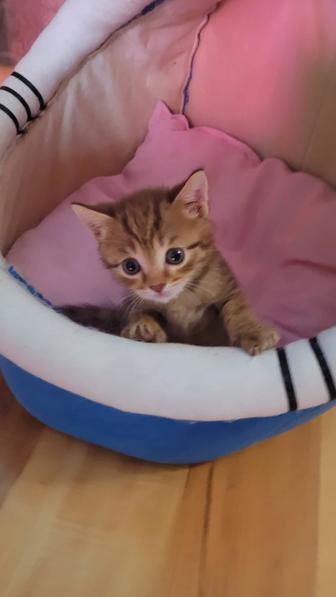 Котенок шотландский прямоухий