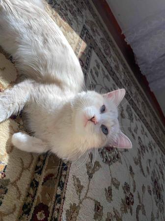 котенок породистый
