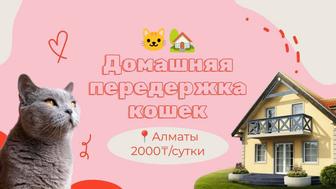 Домашняя передержка кошек
