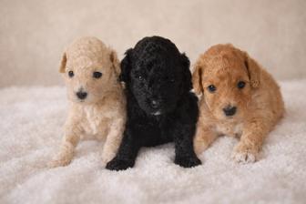 Продаются очаровательные щенки пуделя