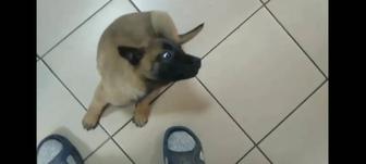 Продам щенка Малинуа