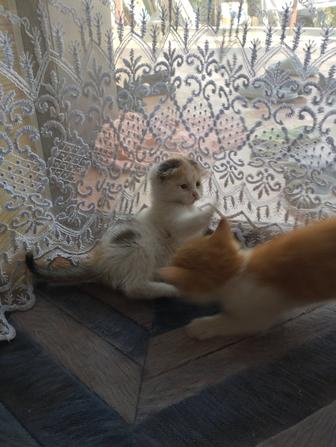 Отдам котят в заботливые руки