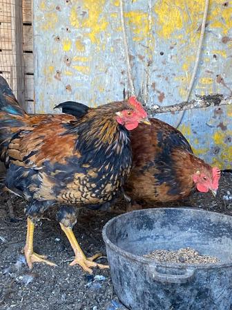 Продам петушки кучинские чистопрудный