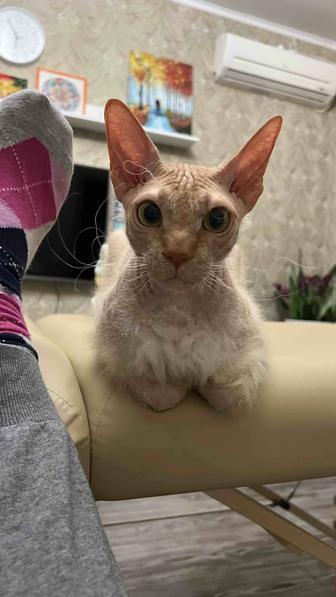 Пропал кот