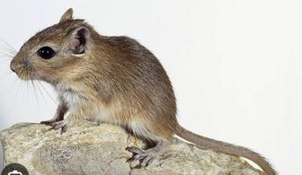 Продам белок песчаных