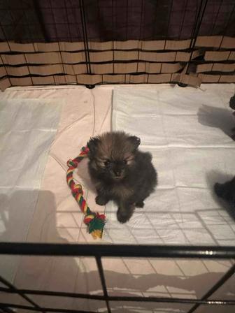 Продам очаровательных мальчиков . Порода Померанский шпиц