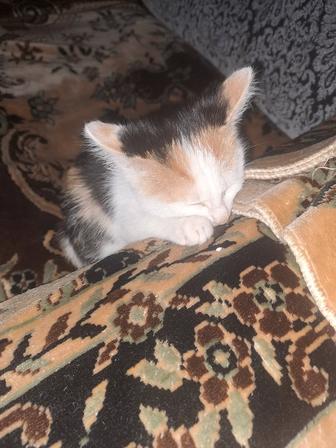 Отдам котенка в хорошие добрые руки!!!