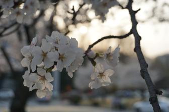 Преподаватель корейского языка