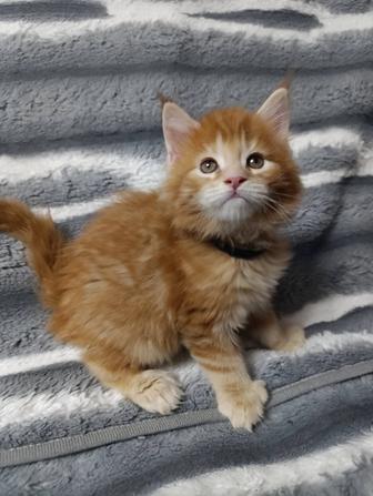 Продаются крупные котята Мейн-кун
