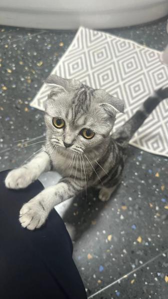 Продам котенка шотландский вислоухий