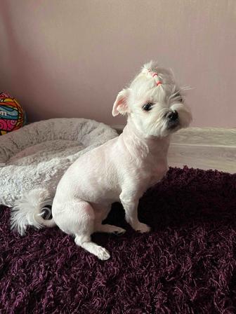 Передержка собак Алматы