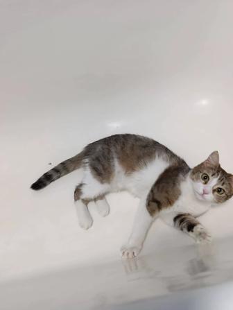 Отдаем кошечку , стерилизованная, 1 год