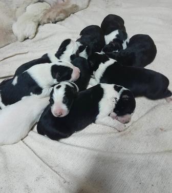 Бронирование щенков алабая