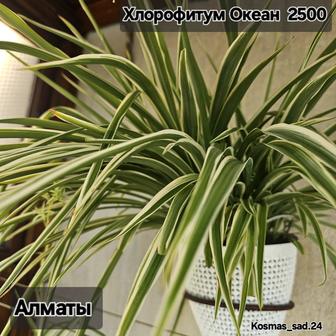 Хлорофитум Океан, вариегатный