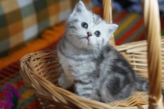 Scottish Straight и Scottish Fold