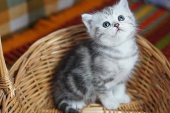 Scottish Straight и Scottish Fold