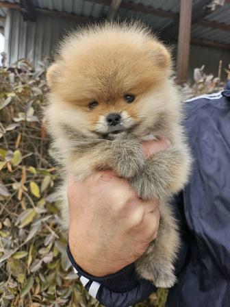 Помнранский шпиц