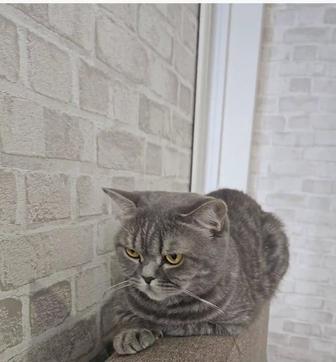Отдам кошку-британку
