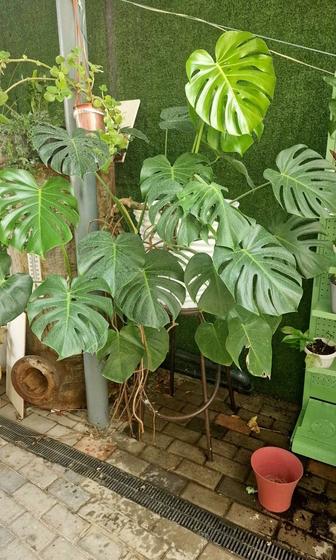 Монстера деликатесная продам. Находимся в Алматы татарка