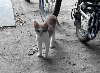 Котик в ответственные руки