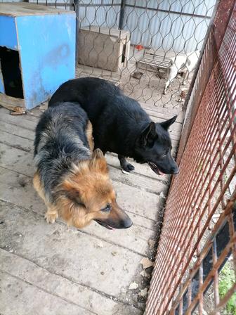 Продам щенков немецкой овчарки