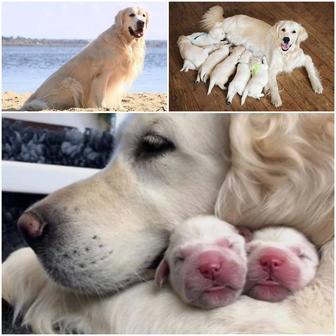 Щенки Голден Ретривера (Золотистый Ретривер)