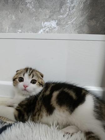 Шотландские кошки Питомник Fleur de Lis