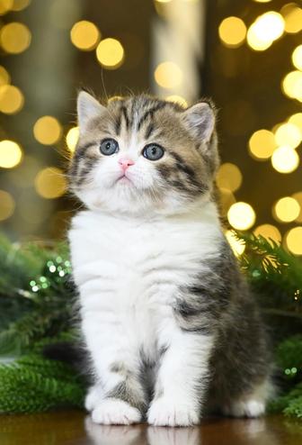 Шотландские кошки Питомник Fleur de Lis