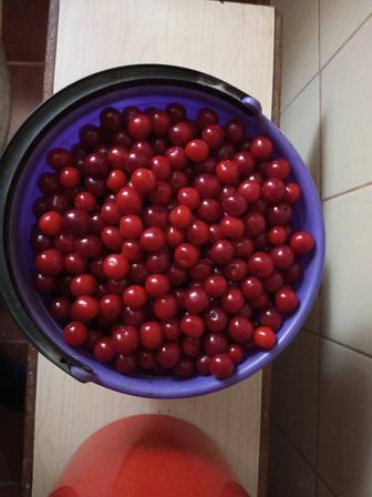 Вишня