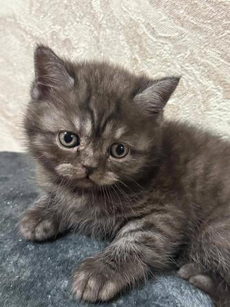 Продам котят вислоухих