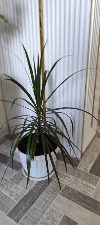 Продам Драцена Маргината (Dracaena marginata).