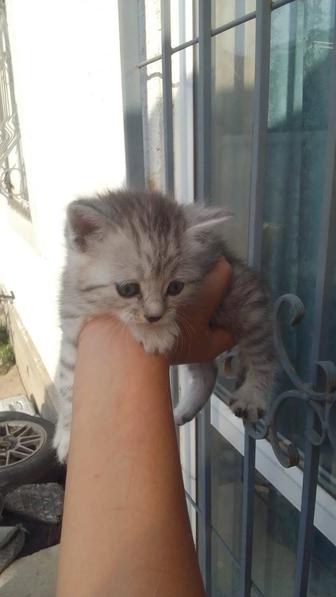 Котята шотландцы 1,5 мес мальчики девочки