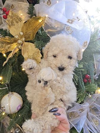 Питомник Золотая Мальта.Предлагает к продаже супер мини щенков мальтипу